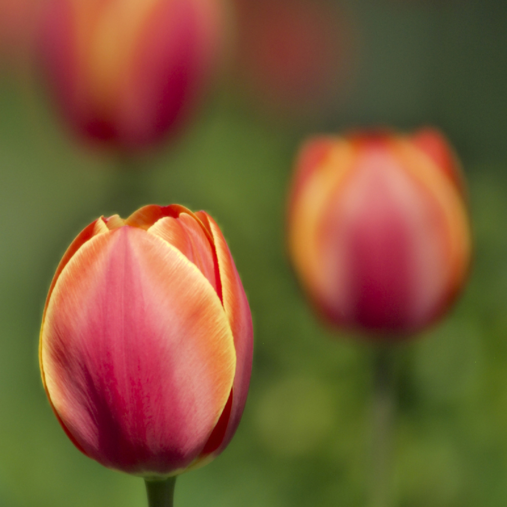 Blurred Tulips wallpaper 1024x1024