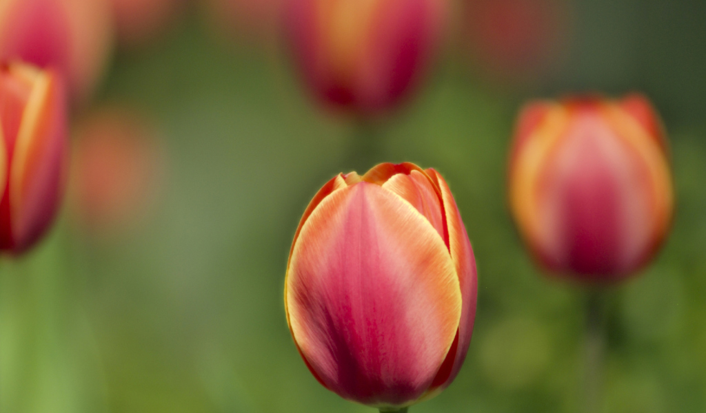 Blurred Tulips wallpaper 1024x600
