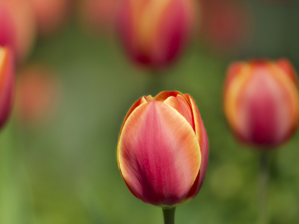 Blurred Tulips wallpaper 1024x768