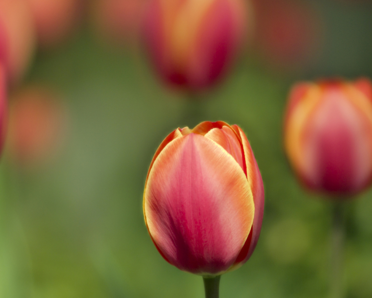 Blurred Tulips screenshot #1 1280x1024