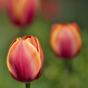 Fondo de pantalla Blurred Tulips 128x128