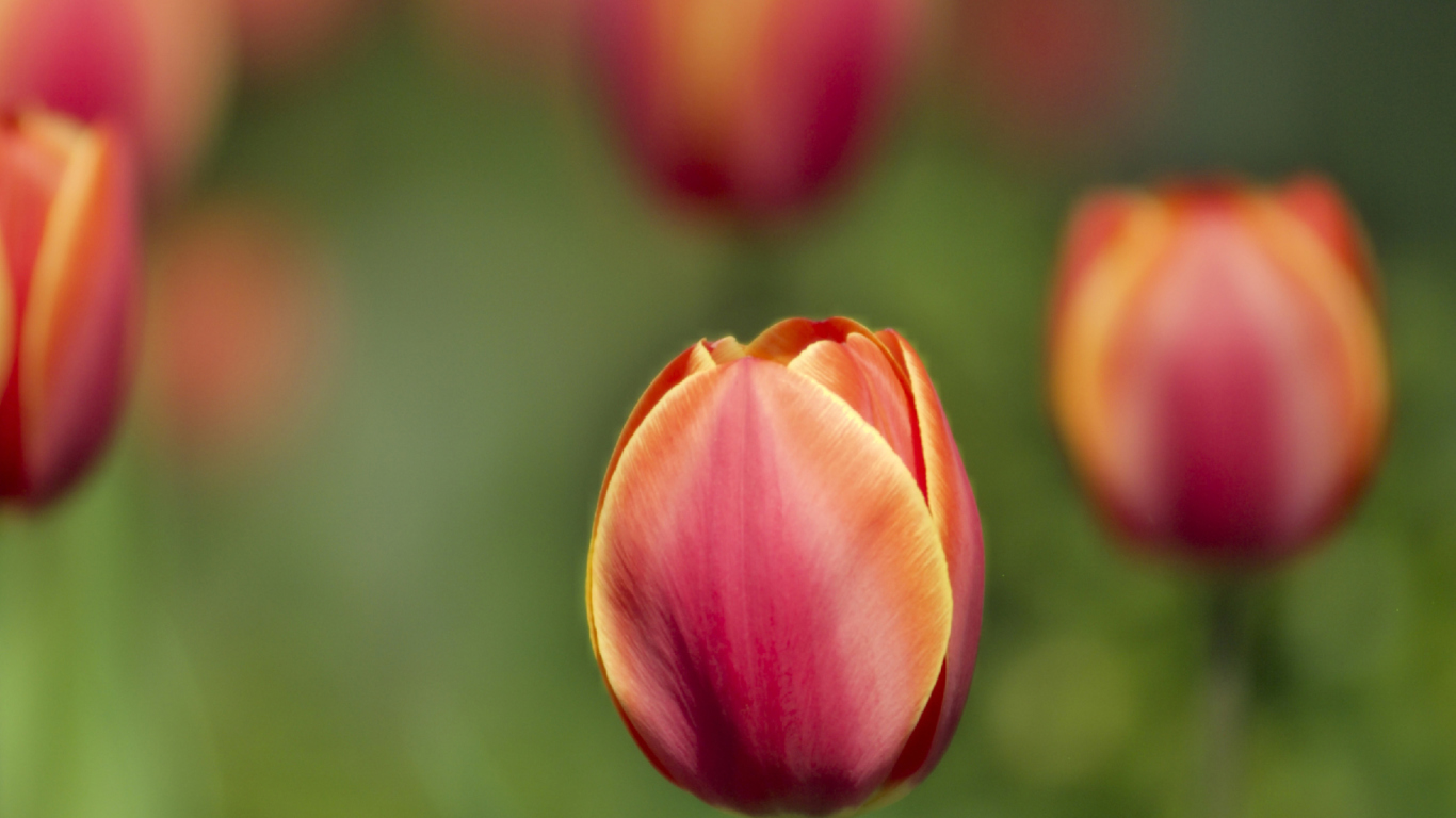 Blurred Tulips wallpaper 1366x768