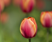 Das Blurred Tulips Wallpaper 176x144