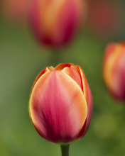Screenshot №1 pro téma Blurred Tulips 176x220