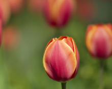 Das Blurred Tulips Wallpaper 220x176