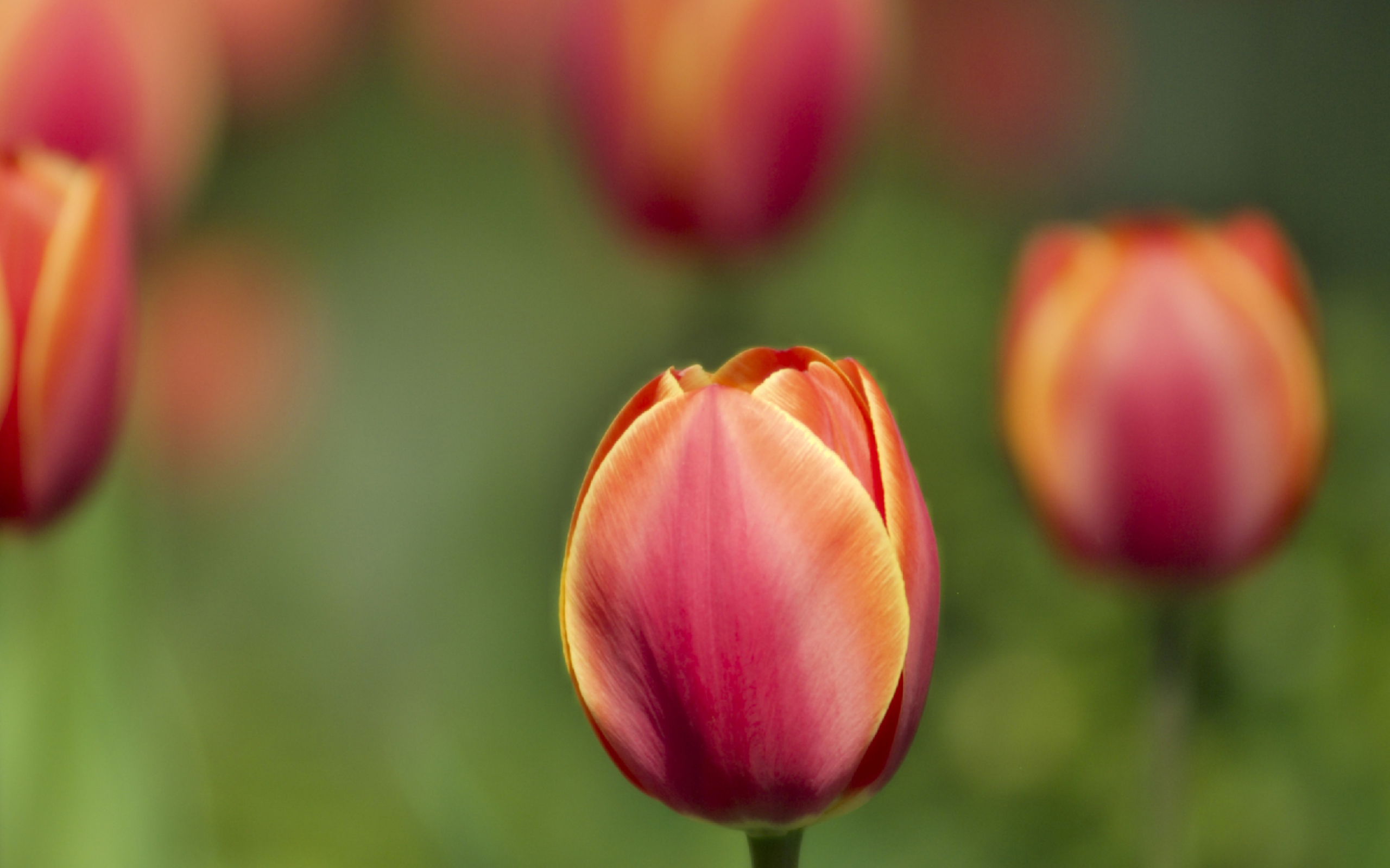 Screenshot №1 pro téma Blurred Tulips 2560x1600