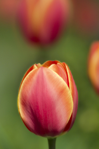 Screenshot №1 pro téma Blurred Tulips 320x480