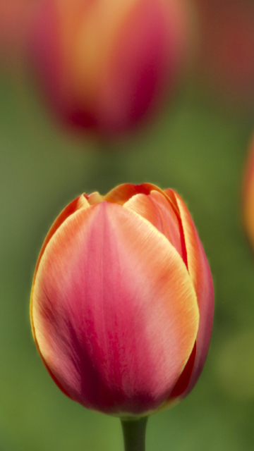 Das Blurred Tulips Wallpaper 360x640