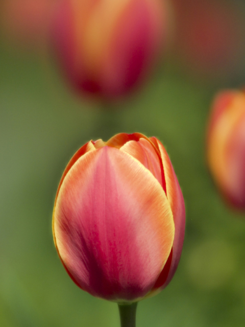 Blurred Tulips wallpaper 480x640