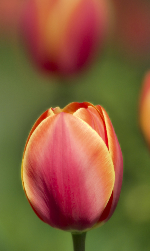 Das Blurred Tulips Wallpaper 480x800