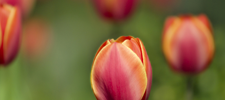Screenshot №1 pro téma Blurred Tulips 720x320