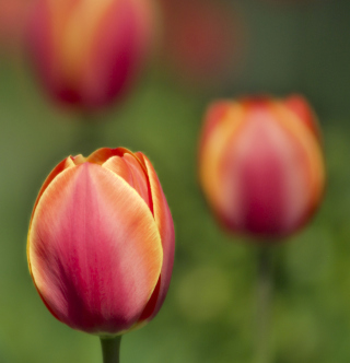 Blurred Tulips Wallpaper for iPad