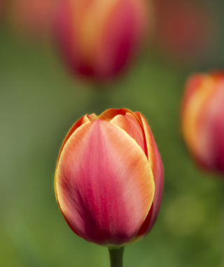 Kostenloses Blurred Tulips Wallpaper für Nokia X3
