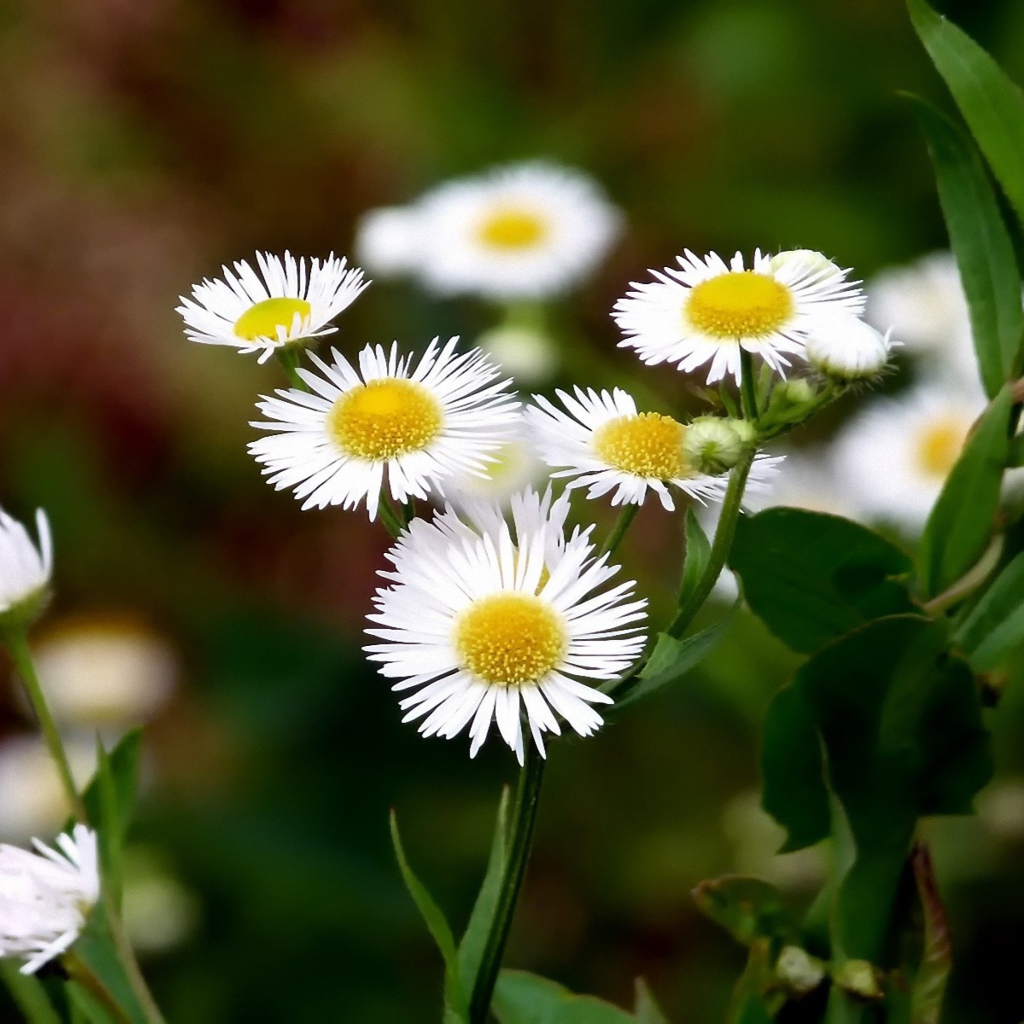 Fondo de pantalla White Daisies 1024x1024