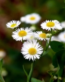 White Daisies wallpaper 128x160