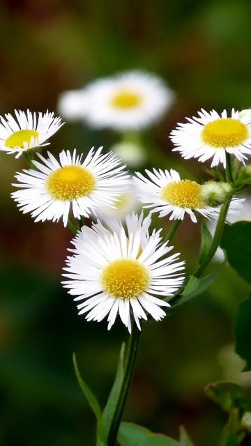 White Daisies wallpaper 360x640