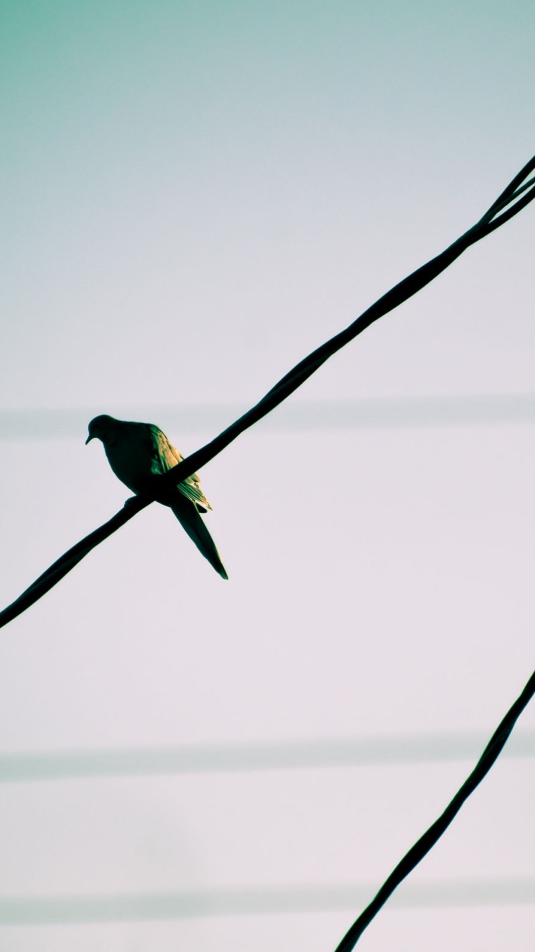 Sfondi Pigeon On Wire 1080x1920