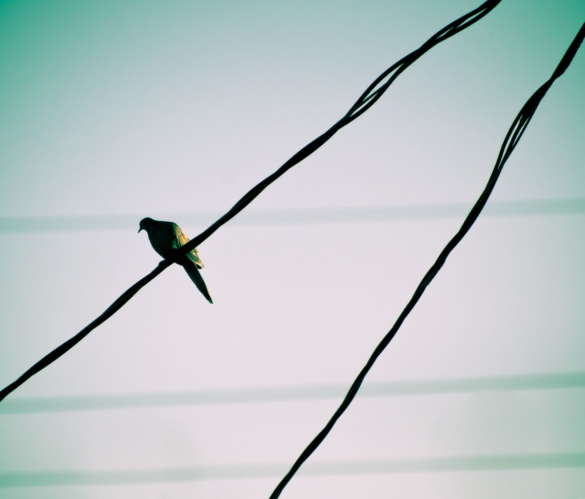 Pigeon On Wire screenshot #1 1200x1024