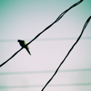 Pigeon On Wire wallpaper 128x128