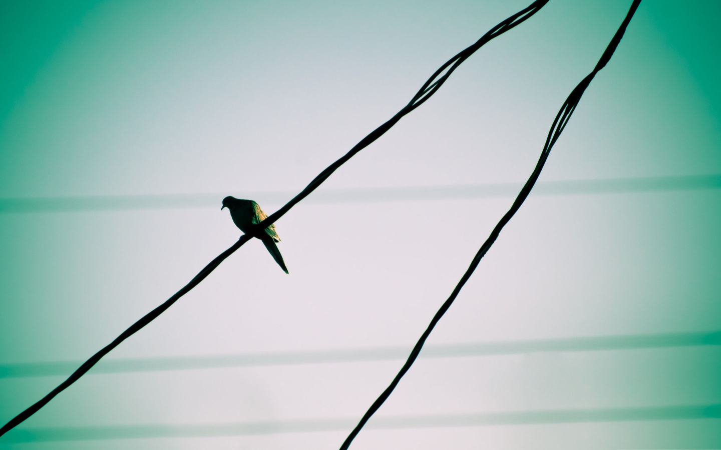 Sfondi Pigeon On Wire 1440x900