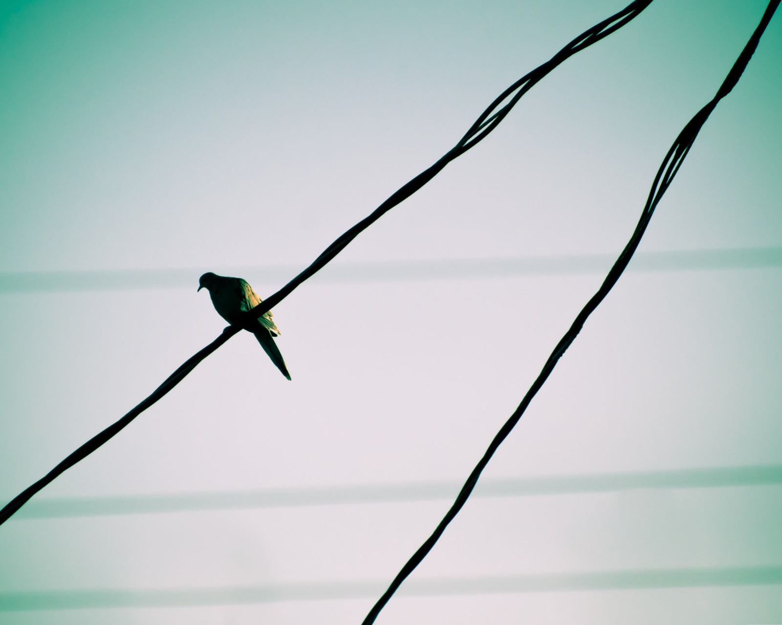 Обои Pigeon On Wire 1600x1280