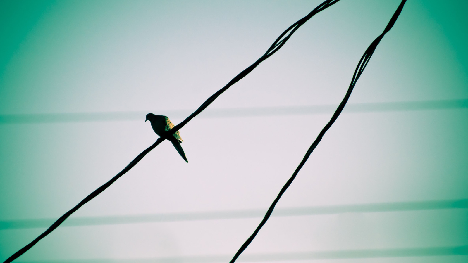 Pigeon On Wire screenshot #1 1600x900