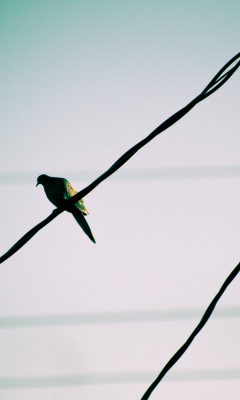 Pigeon On Wire screenshot #1 240x400