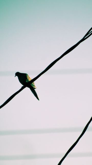 Pigeon On Wire wallpaper 360x640