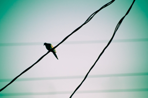 Sfondi Pigeon On Wire 480x320