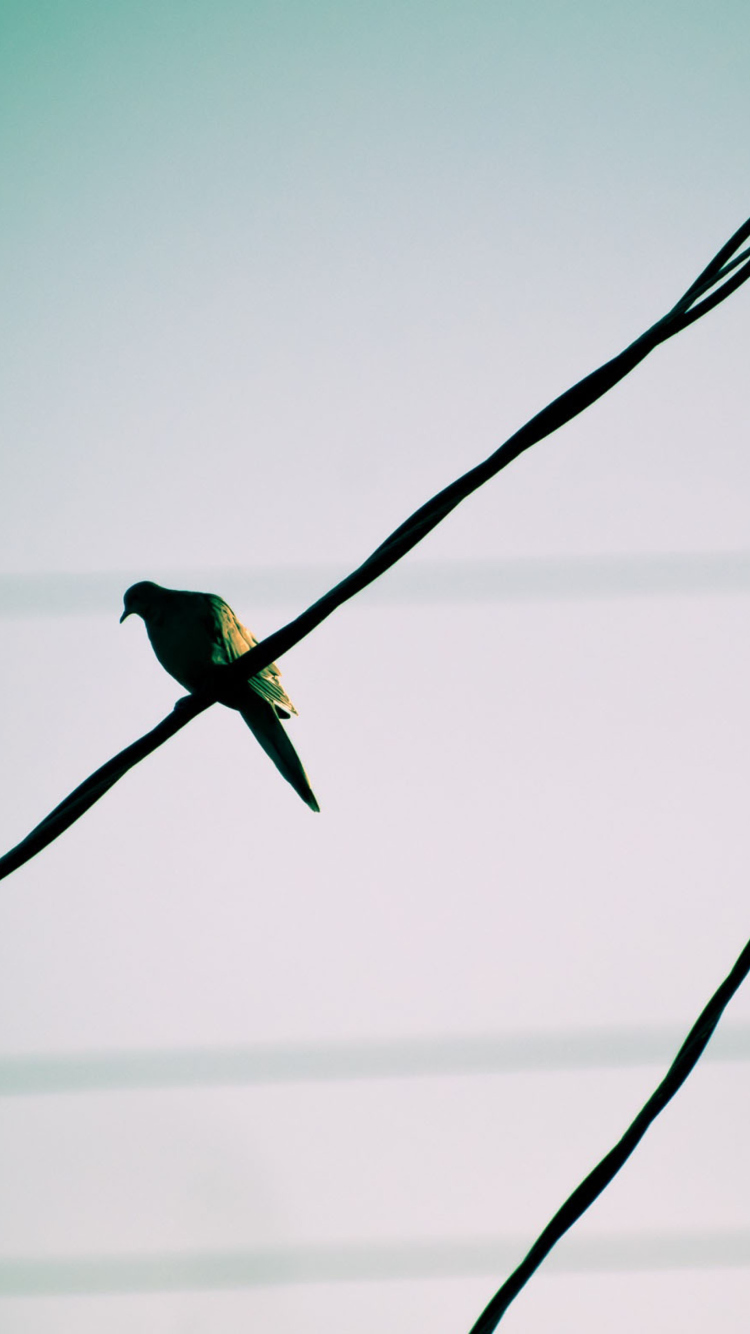 Pigeon On Wire screenshot #1 750x1334