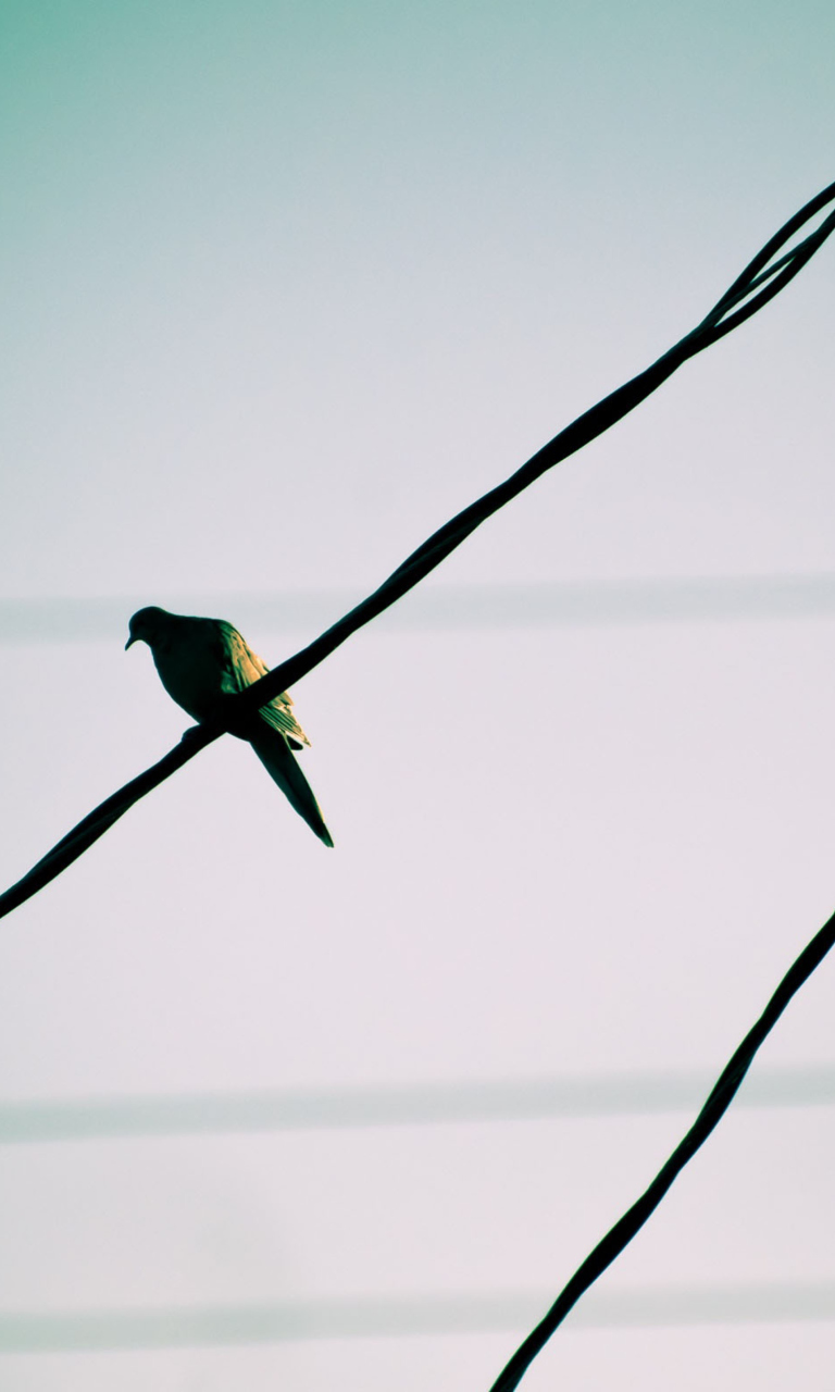 Pigeon On Wire wallpaper 768x1280