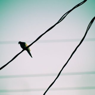 Pigeon On Wire - Fondos de pantalla gratis para 1024x1024