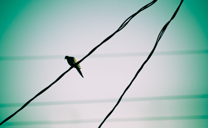 Das Pigeon On Wire Wallpaper