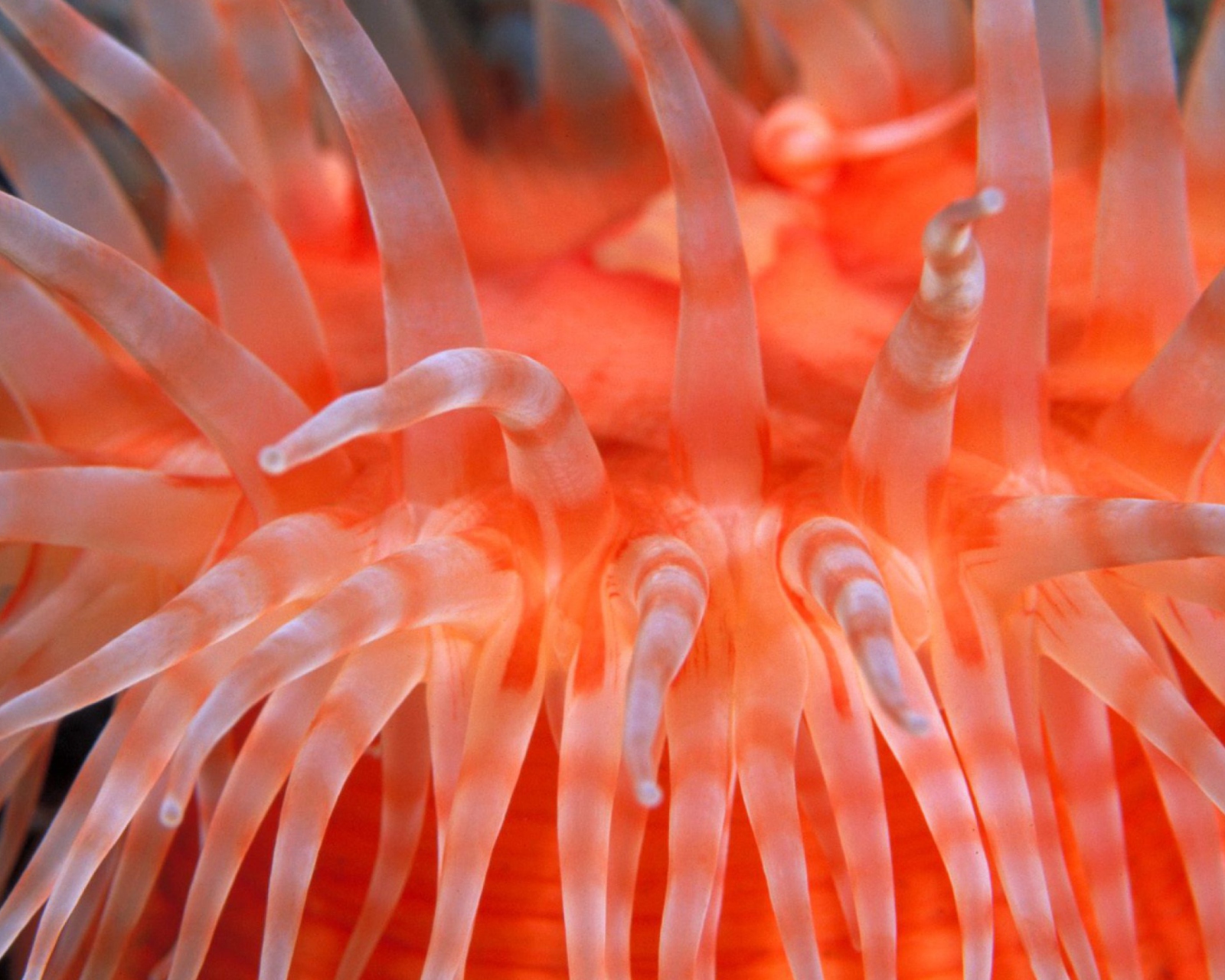 Sfondi Anemone Tentacles 1600x1280