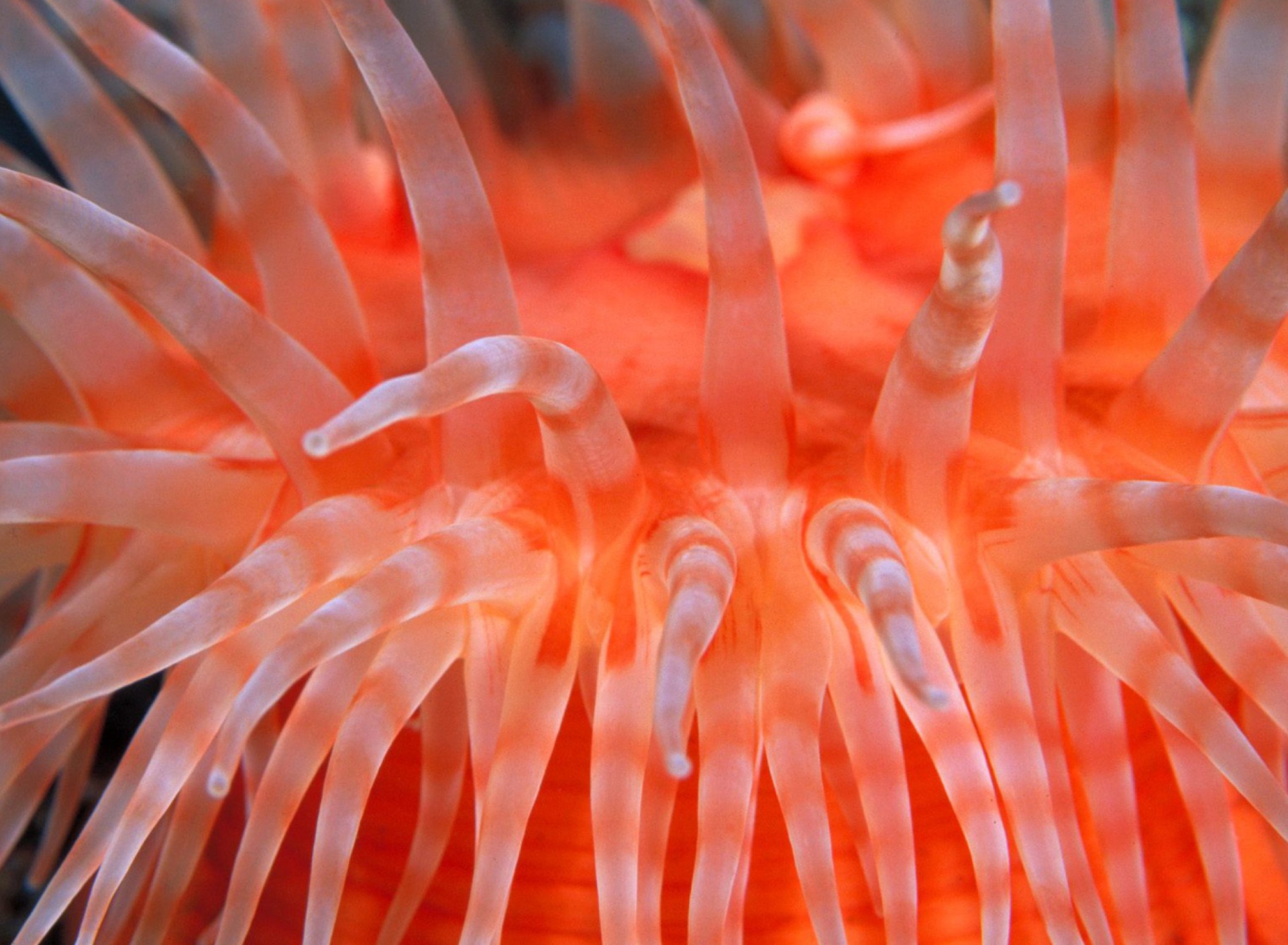 Sfondi Anemone Tentacles 1920x1408