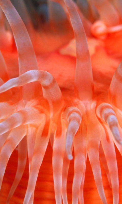 Anemone Tentacles wallpaper 480x800