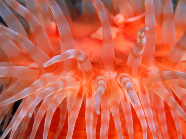 Anemone Tentacles wallpaper 640x480