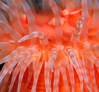 Free Anemone Tentacles Picture for iPad 2
