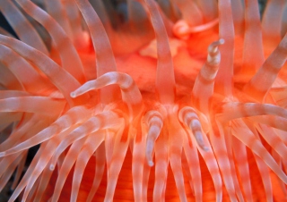 Kostenloses Anemone Tentacles Wallpaper für Android, iPhone und iPad