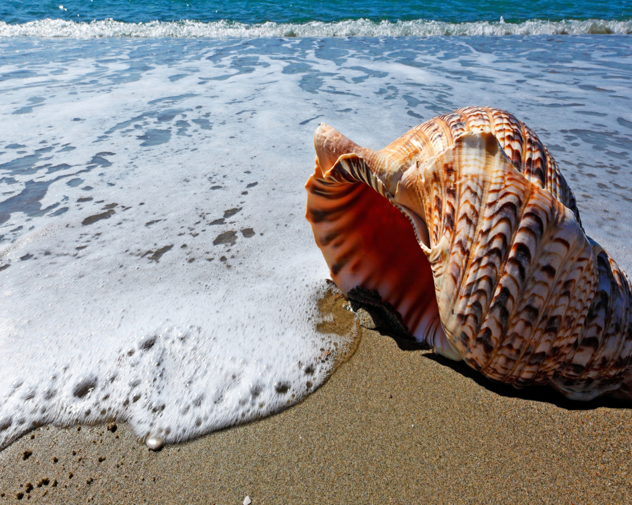 Das Shell And Beach Wallpaper 1280x1024
