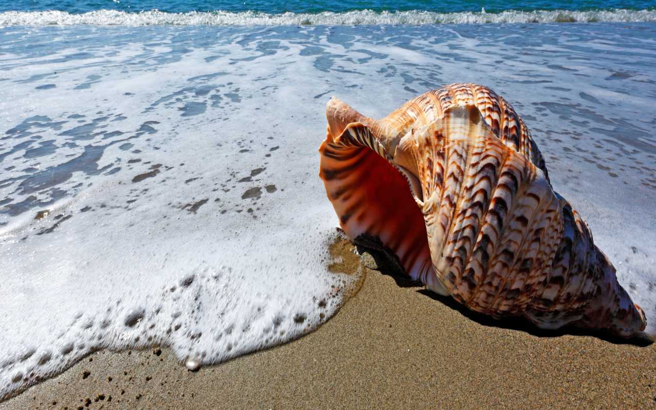 Das Shell And Beach Wallpaper 1280x800