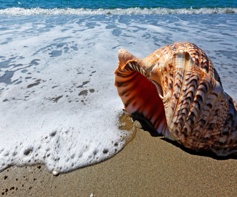 Das Shell And Beach Wallpaper 480x400