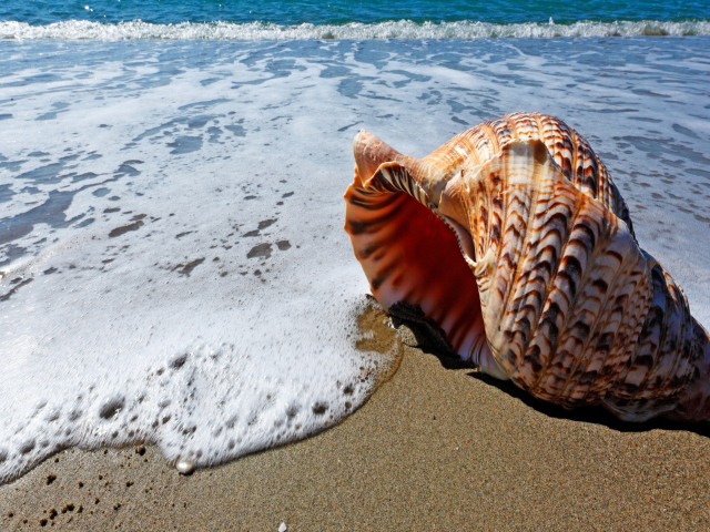 Das Shell And Beach Wallpaper 640x480
