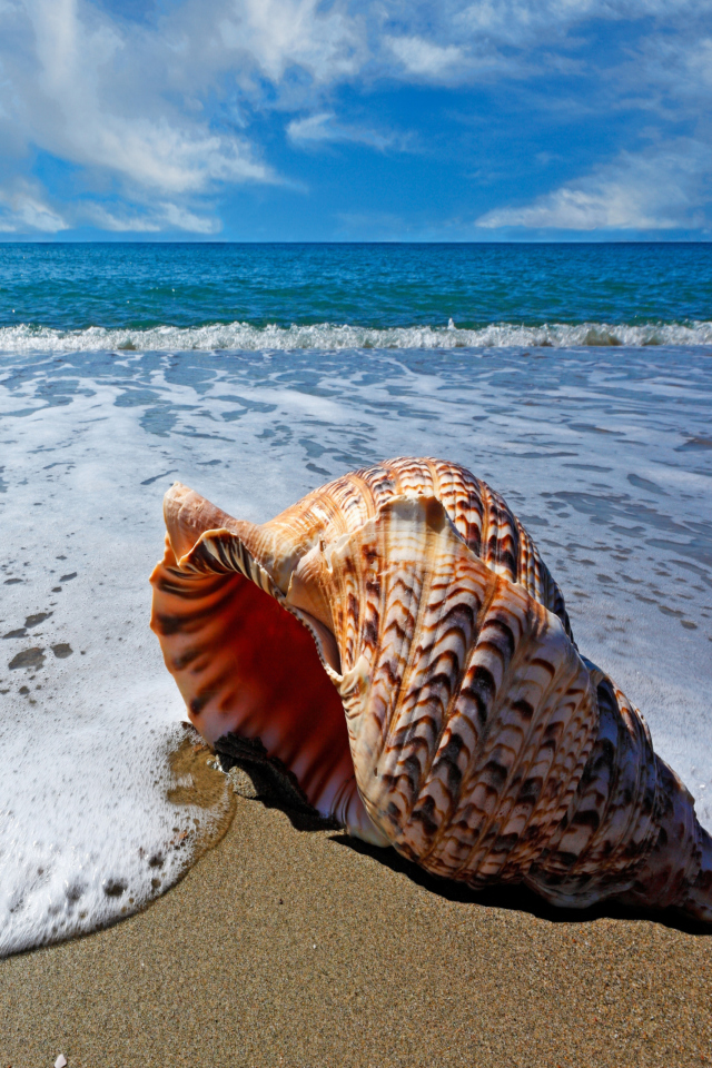 Das Shell And Beach Wallpaper 640x960