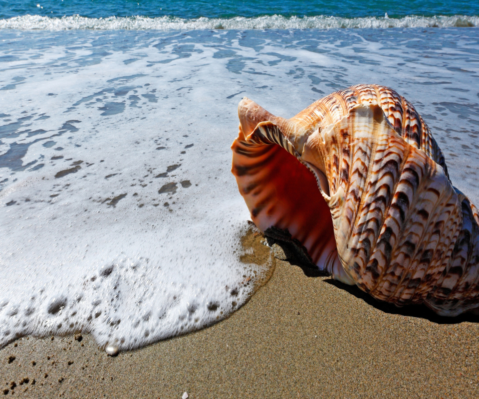 Fondo de pantalla Shell And Beach 960x800