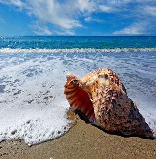 Shell And Beach - Obrázkek zdarma pro 128x128