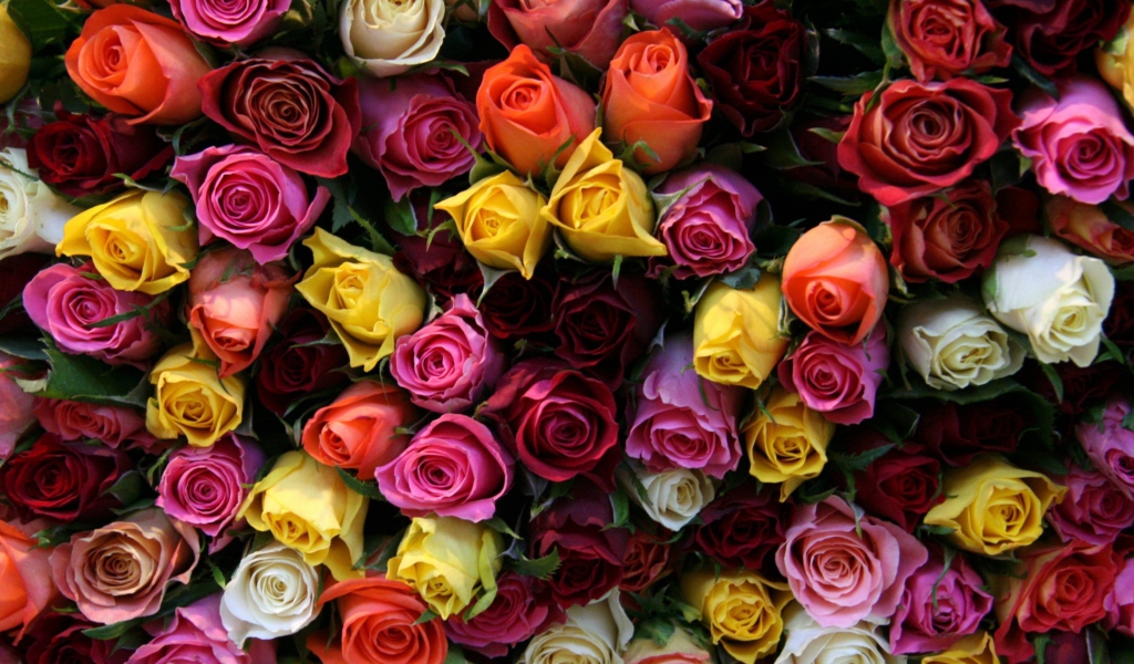 Fondo de pantalla Colorful Roses 1024x600