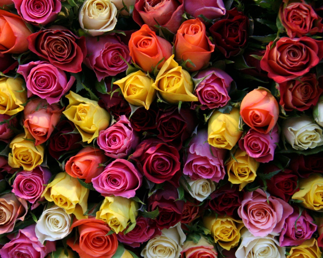 Обои Colorful Roses 1280x1024