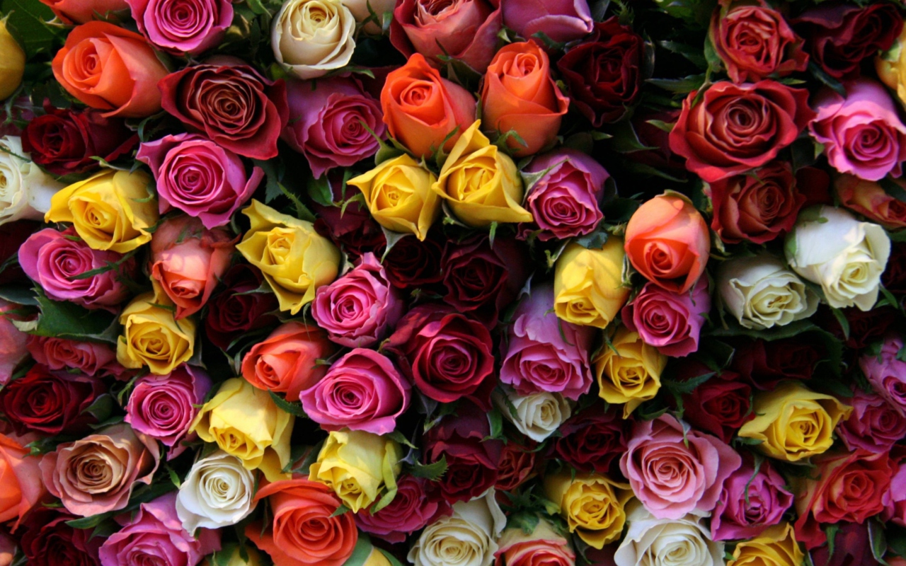 Обои Colorful Roses 1280x800