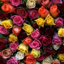 Das Colorful Roses Wallpaper 128x128